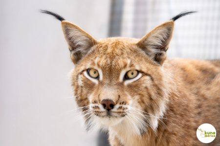 LINCE-BOREAL